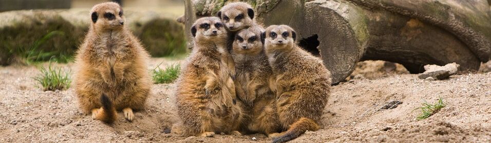 The Hidden Weakness of Close-Knit Groups